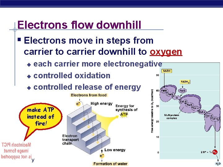 Electrons flow downhill § Electrons move in steps from carrier to carrier downhill to