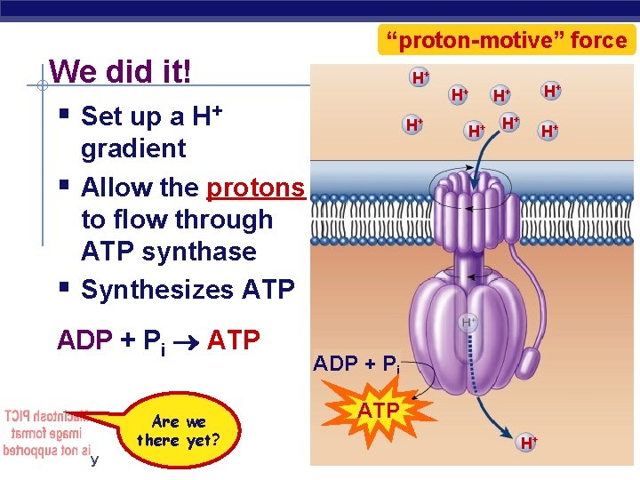 “proton-motive” force We did it! § Set up a H+ § § H+ H+