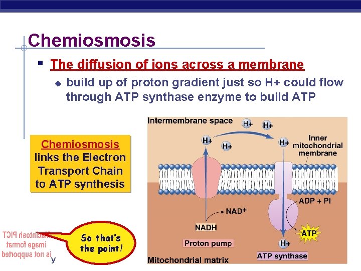 Chemiosmosis § The diffusion of ions across a membrane u build up of proton