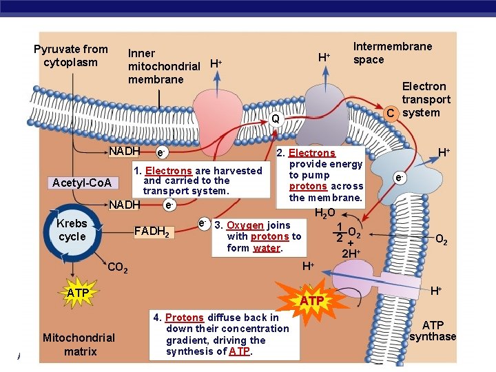 Pyruvate from cytoplasm Inner + mitochondrial H membrane H+ Intermembrane space Electron transport C