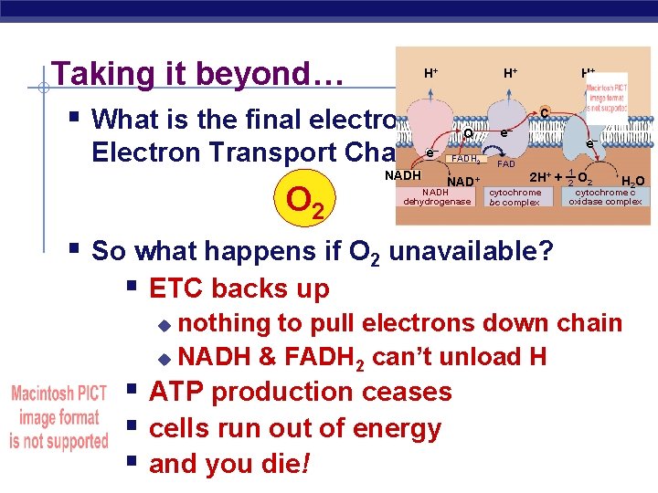 Taking it beyond… § What is the final electron acceptor in H+ H+ H+