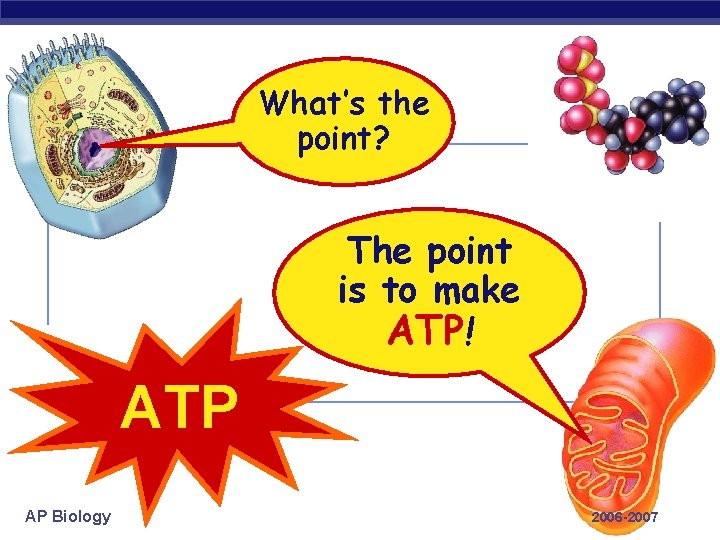 What’s the point? The point is to make ATP! ATP AP Biology 2006 -2007