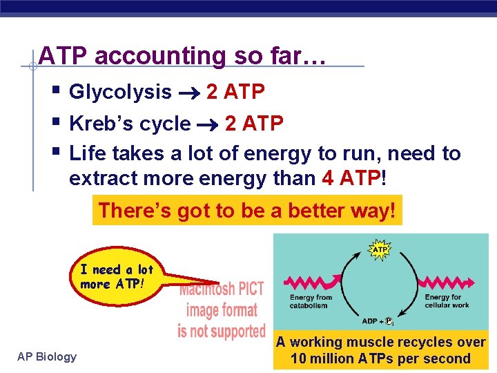 ATP accounting so far… § Glycolysis 2 ATP § Kreb’s cycle 2 ATP §