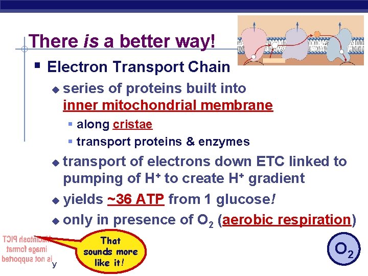 There is a better way! § Electron Transport Chain u series of proteins built