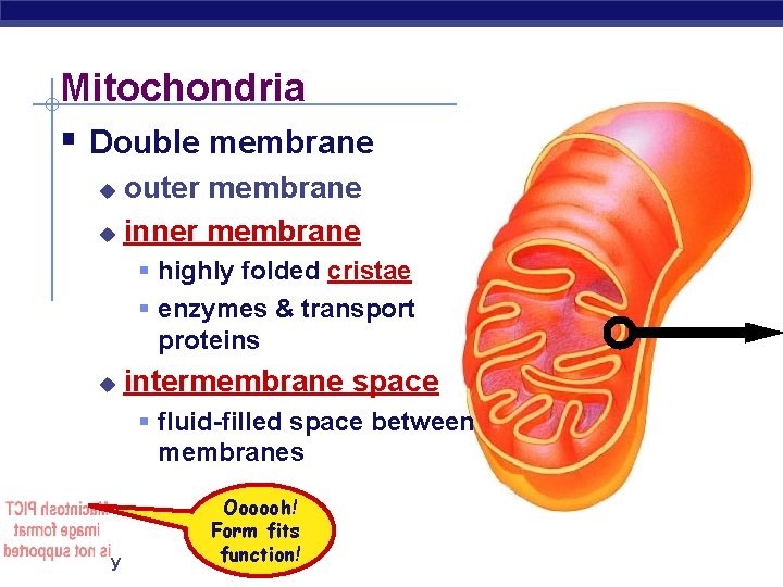 Mitochondria § Double membrane outer membrane u inner membrane u § highly folded cristae Mitochondria § Double membrane outer membrane u inner membrane u § highly folded cristae