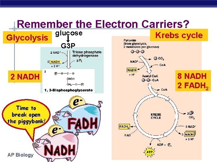 Remember the Electron Carriers? Glycolysis 2 NADH Time to break open the piggybank! AP