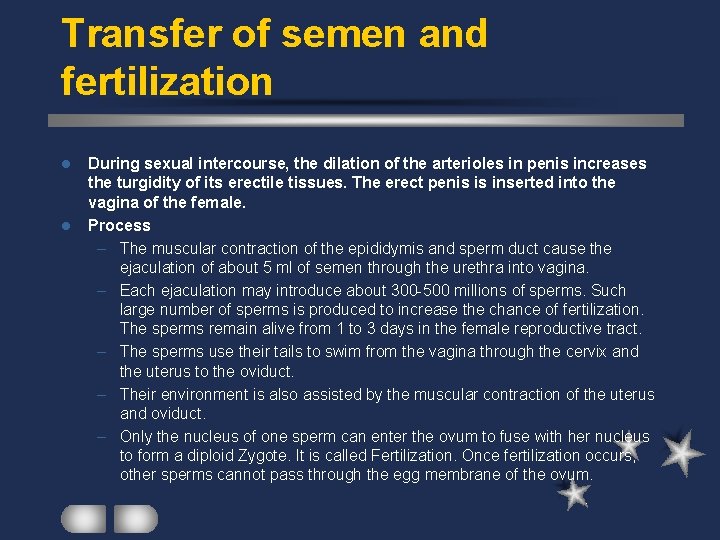 Transfer of semen and fertilization l l During sexual intercourse, the dilation of the