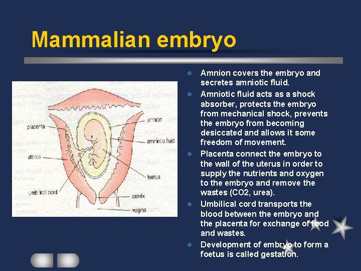 Mammalian embryo l l l Amnion covers the embryo and secretes amniotic fluid. Amniotic