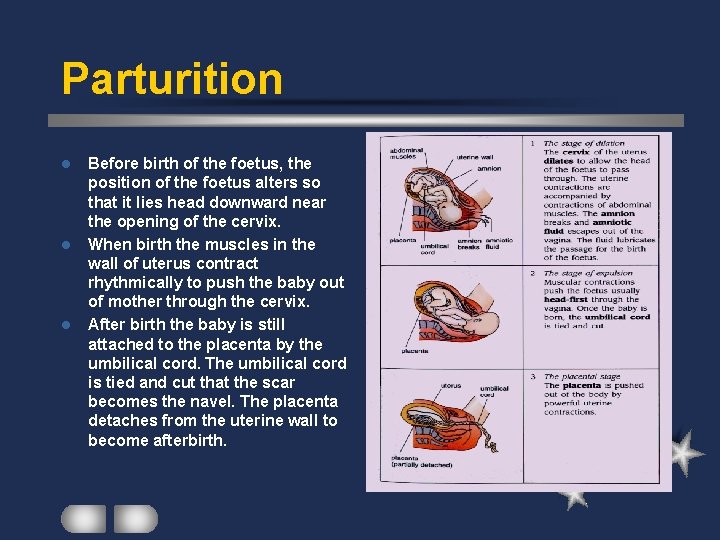 Parturition l l l Before birth of the foetus, the position of the foetus