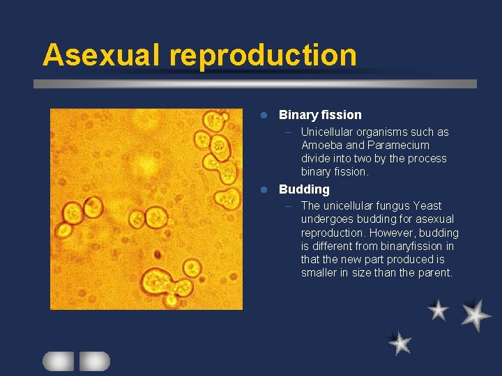 Asexual reproduction l Binary fission – Unicellular organisms such as Amoeba and Paramecium divide