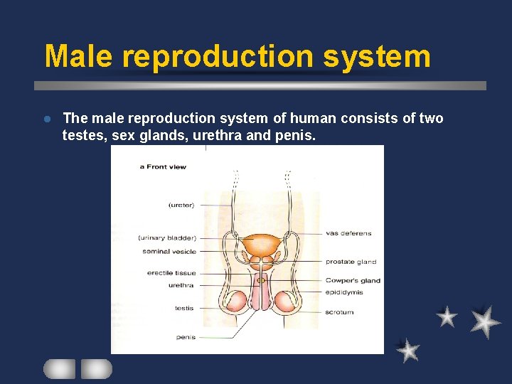 Male reproduction system l The male reproduction system of human consists of two testes,