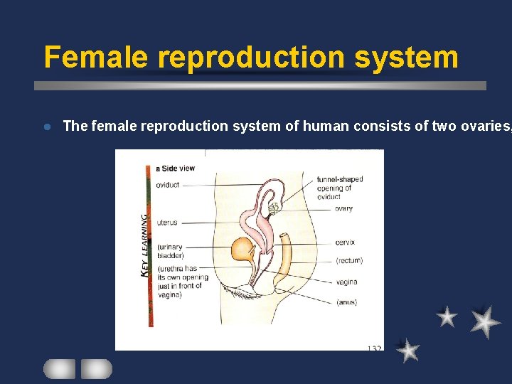 Female reproduction system l The female reproduction system of human consists of two ovaries,