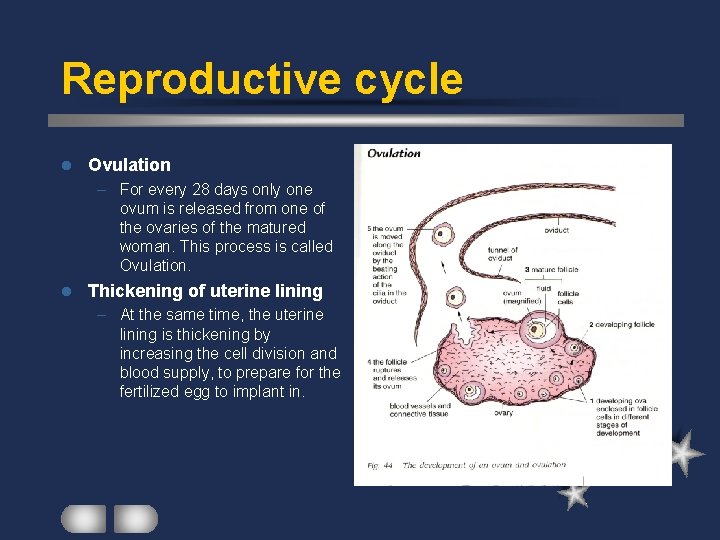 Reproductive cycle l Ovulation – For every 28 days only one ovum is released