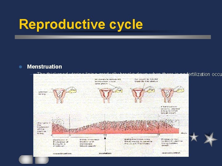 Reproductive cycle l Menstruation – The thickened uterine lining gradually breaks down when there