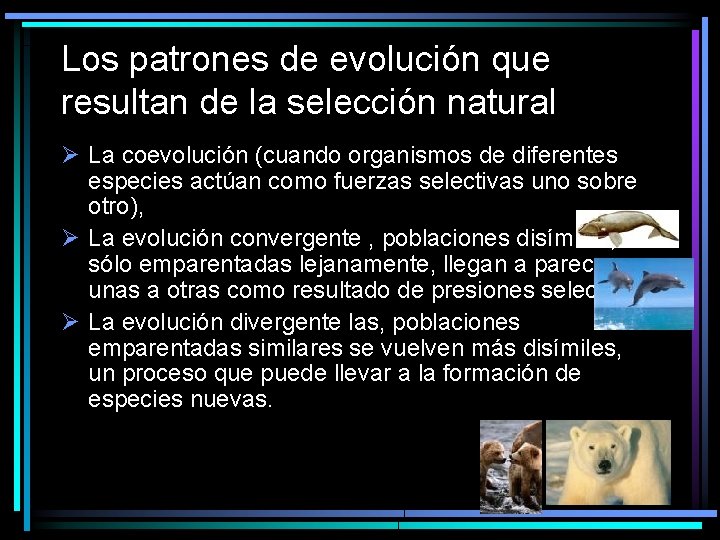 Los patrones de evolución que resultan de la selección natural Ø La coevolución (cuando