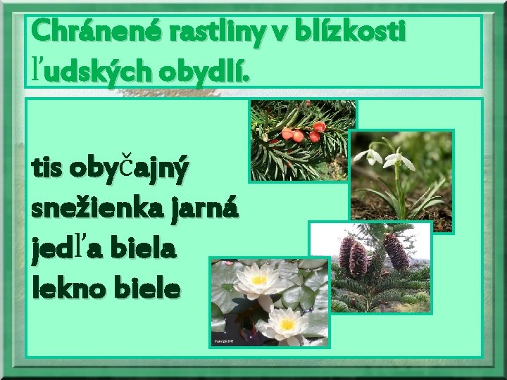 Chránené rastliny v blízkosti ľudských obydlí. tis obyč oby ajný snežienka jarná jedľ jed
