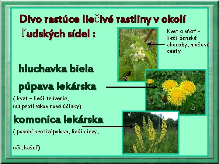 Divo rastúce lieč lie ivé rastliny v okolí Kvet a vňať – ľudských sídel