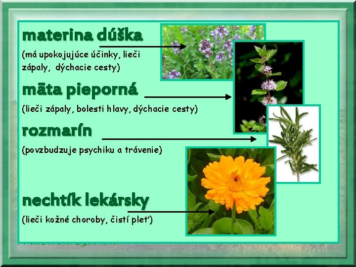 materina dúška (má upokojujúce účinky, lieči zápaly, dýchacie cesty) mäta pieporná (lieči zápaly, bolesti