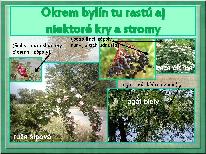 Okrem bylín tu rastú aj niektoré kry a stromy (šípky liečia choroby ďasien, zápaly)