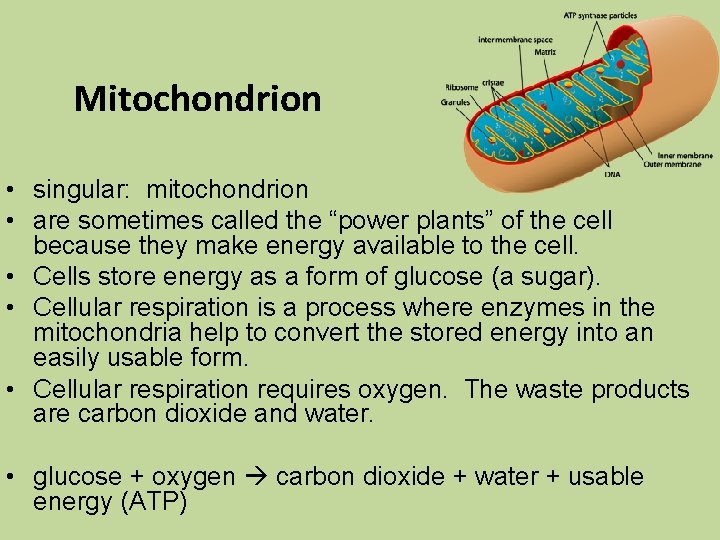Mitochondrion • singular: mitochondrion • are sometimes called the “power plants” of the cell
