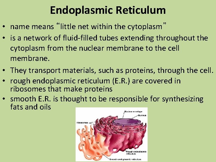 Endoplasmic Reticulum • name means “little net within the cytoplasm” • is a network