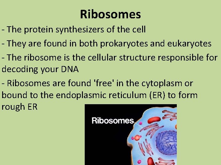 Ribosomes - The protein synthesizers of the cell - They are found in both