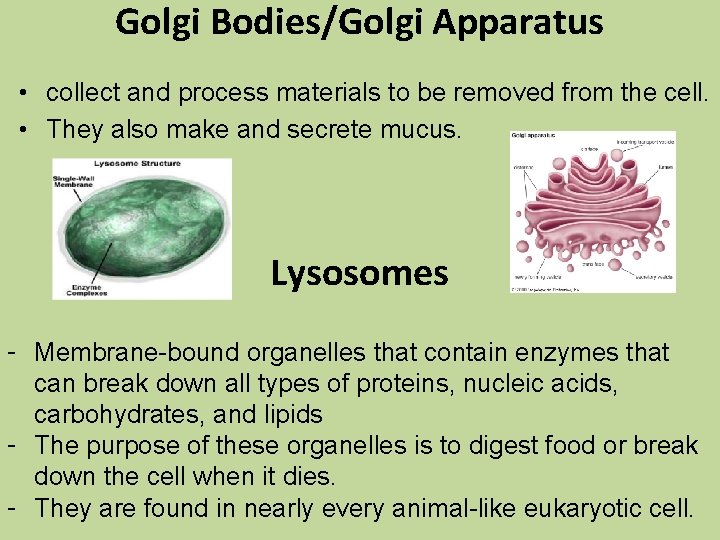 Golgi Bodies/Golgi Apparatus • collect and process materials to be removed from the cell.
