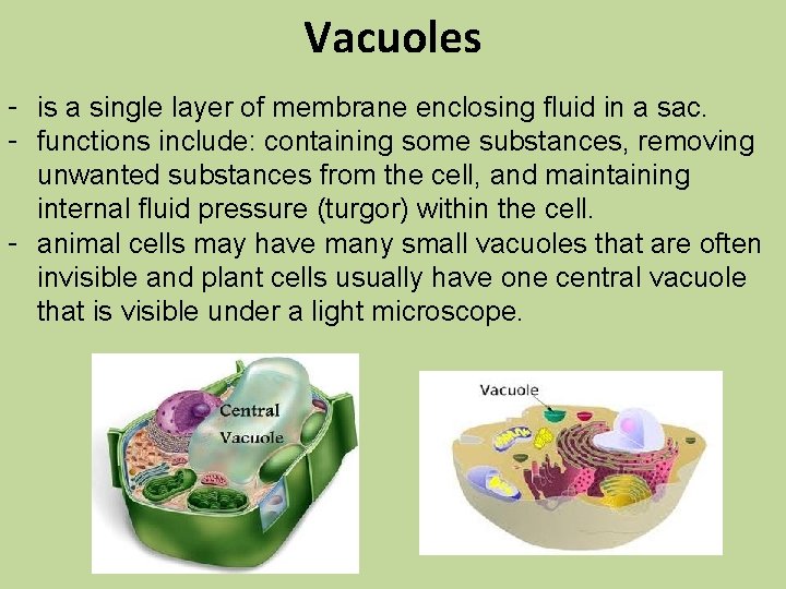 Vacuoles - is a single layer of membrane enclosing fluid in a sac. -