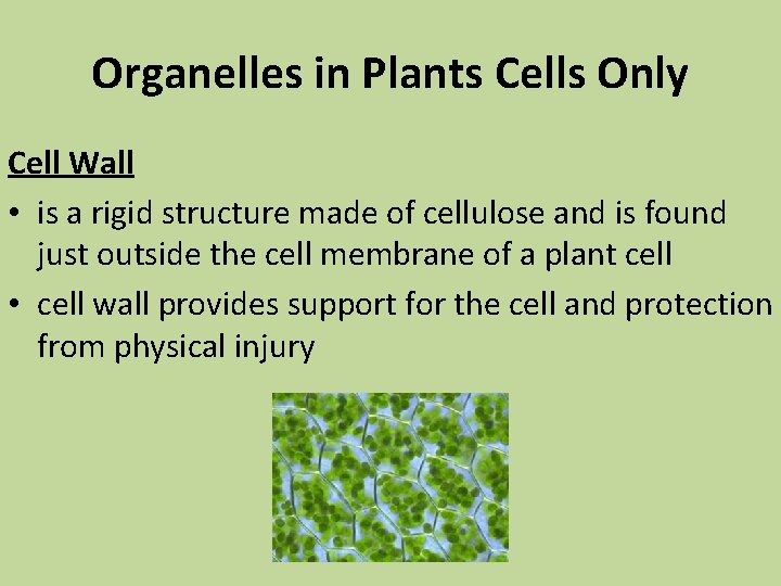 Organelles in Plants Cells Only Cell Wall • is a rigid structure made of