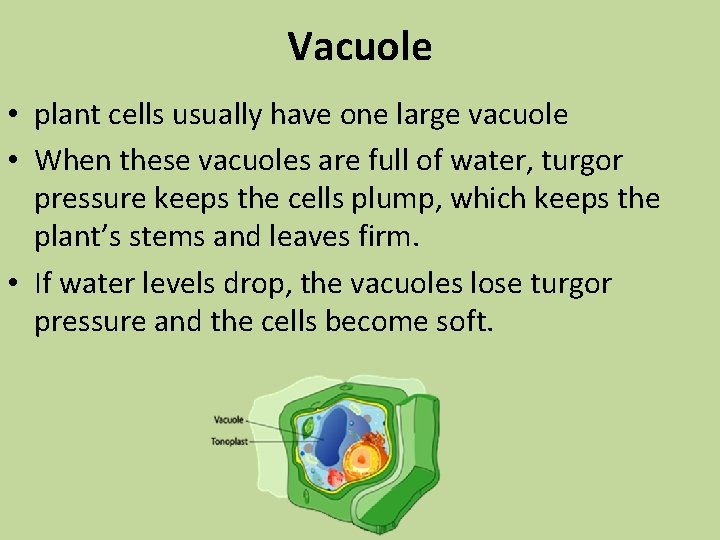 Vacuole • plant cells usually have one large vacuole • When these vacuoles are