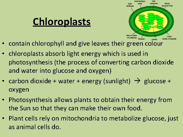 Chloroplasts • contain chlorophyll and give leaves their green colour • chloroplasts absorb light
