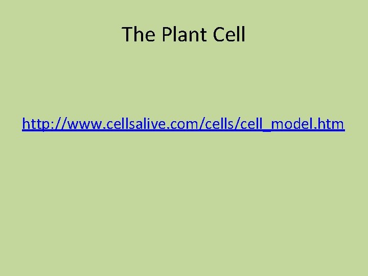 The Plant Cell http: //www. cellsalive. com/cells/cell_model. htm 