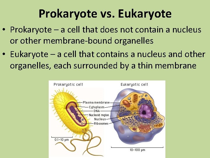 Prokaryote vs. Eukaryote • Prokaryote – a cell that does not contain a nucleus