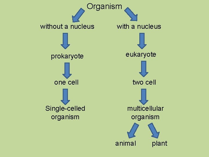 Organism without a nucleus with a nucleus prokaryote eukaryote one cell two cell Single-celled