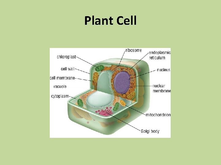 Plant Cell 