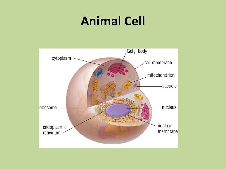 Animal Cell 