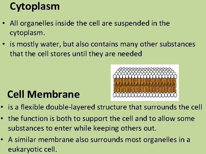 Cytoplasm • All organelles inside the cell are suspended in the cytoplasm. • is