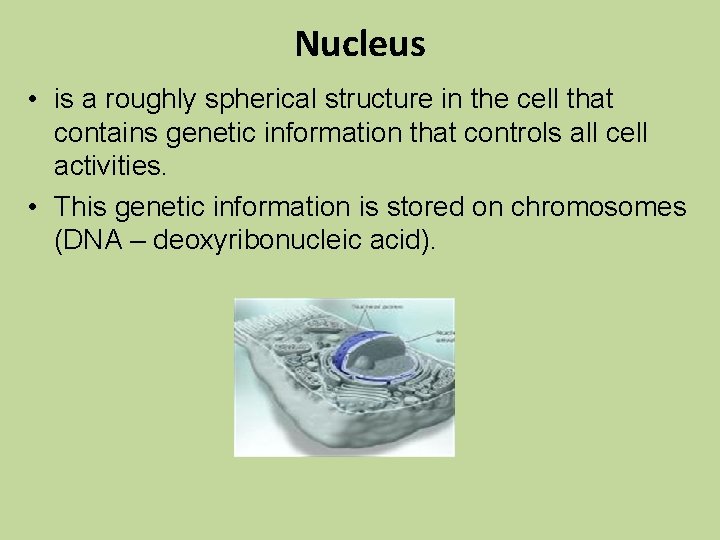 Nucleus • is a roughly spherical structure in the cell that contains genetic information