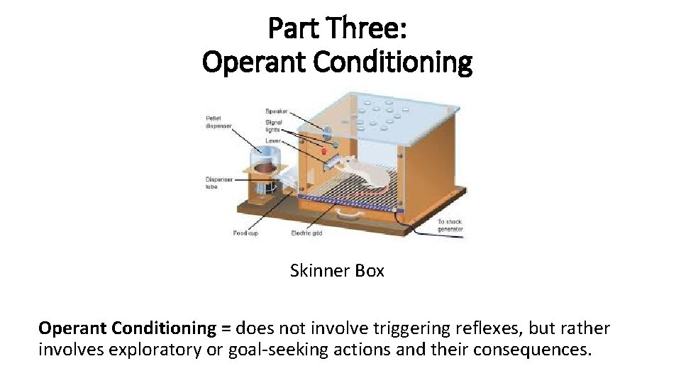 Part Three: Operant Conditioning Skinner Box Operant Conditioning = does not involve triggering reflexes,
