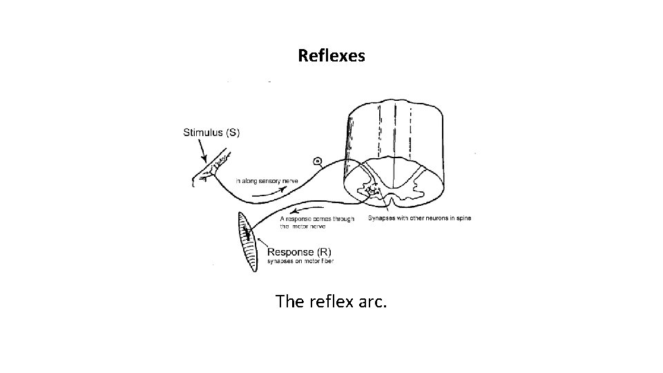 Reflexes The reflex arc. 