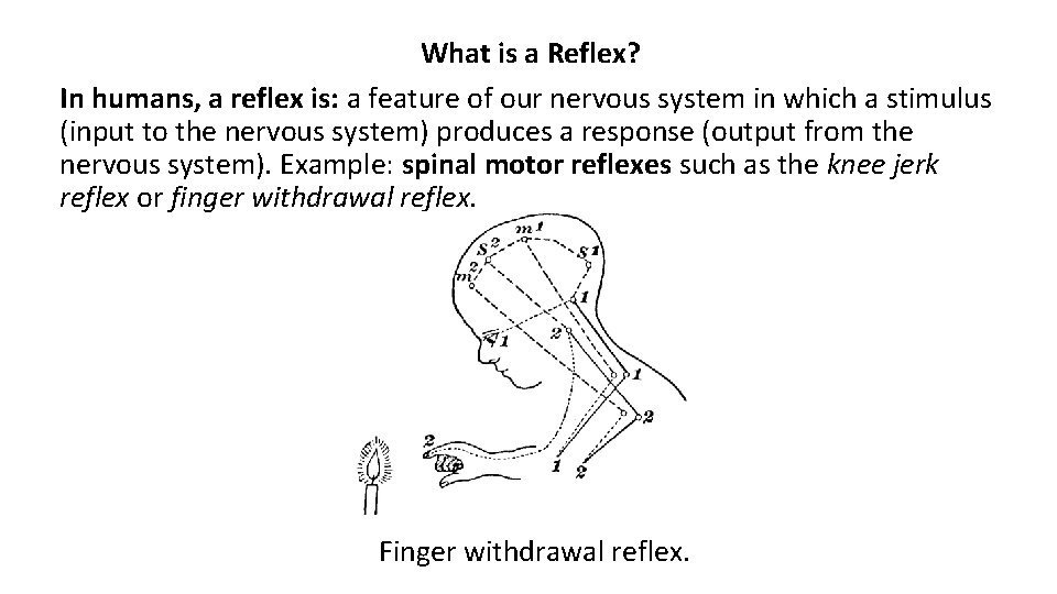 What is a Reflex? In humans, a reflex is: a feature of our nervous