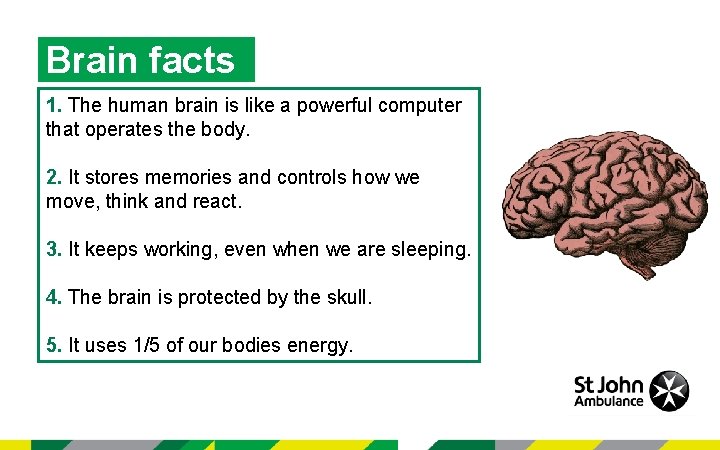Brain facts 1. The human brain is like a powerful computer that operates the