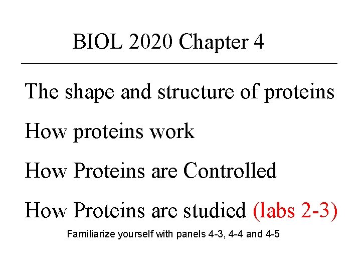 BIOL 2020 Chapter 4 The shape and structure of proteins How proteins work How