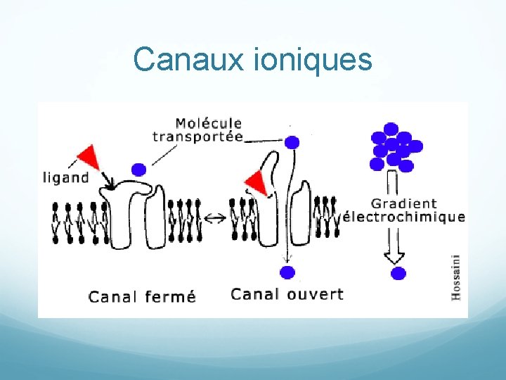 Canaux ioniques 