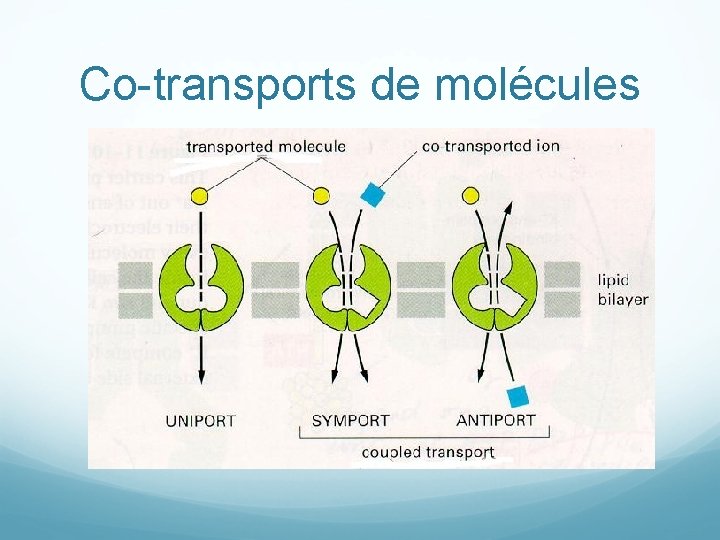 Co-transports de molécules 