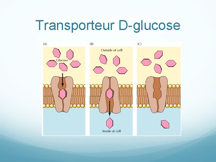 Transporteur D-glucose 