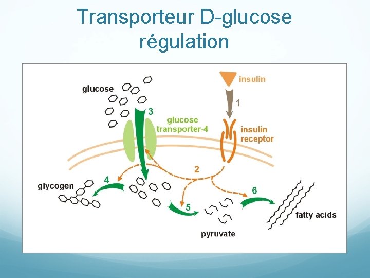 Transporteur D-glucose régulation 