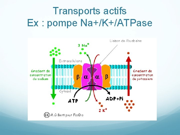 Transports actifs Ex : pompe Na+/K+/ATPase 