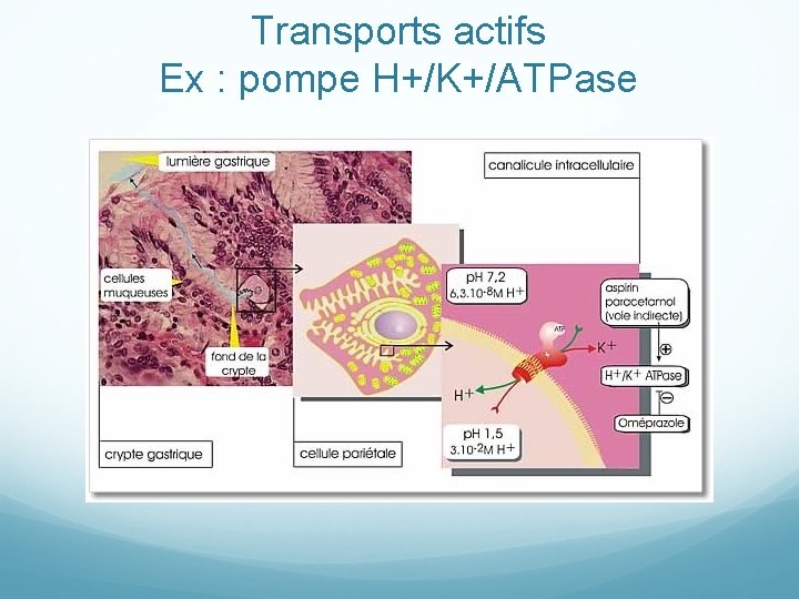 Transports actifs Ex : pompe H+/K+/ATPase 