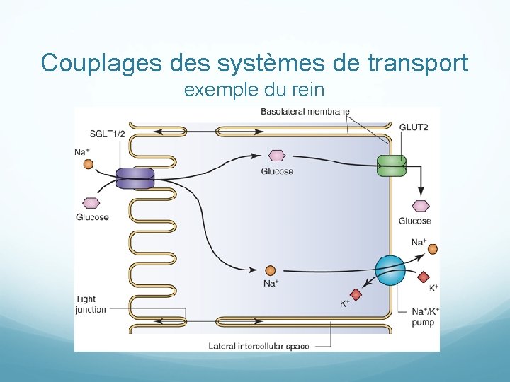 Couplages des systèmes de transport exemple du rein 